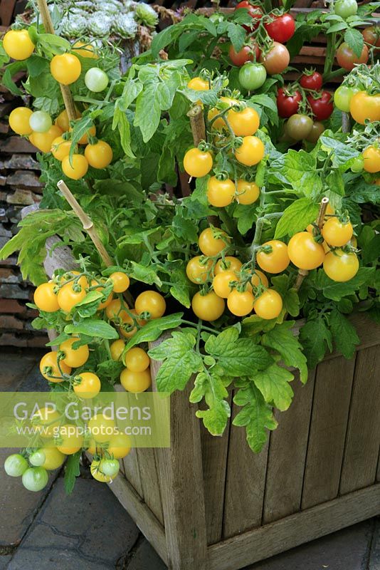Yellow and red fruited dwarf cherry tomatoes growing in a square wooden tub and supported by short canes. 