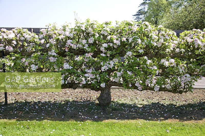 Espalier Apple on M2 rootstock - Malus domestica 'Rosemary Russet'