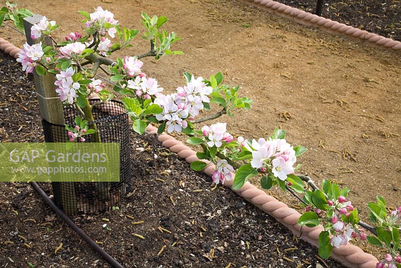 Gap Gardens Stepover Apple On M27 Rootstock Malus Domestica Sunset