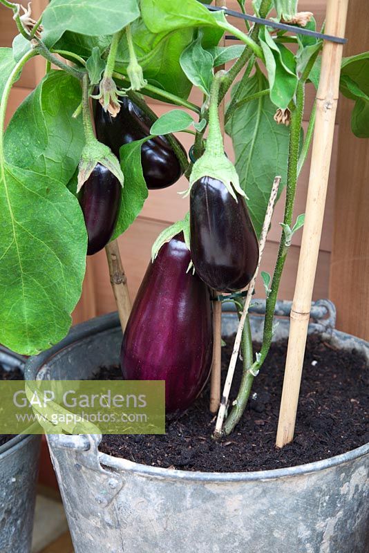 Solanum melongena - Aubergine growing in a galvanised metal bucket