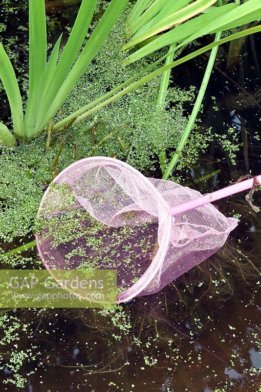 Using a net to remove blanket weed from a small pond