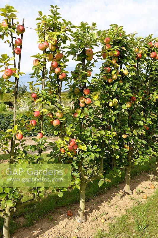 Malus 'Reine des Reinettes' - Espalier trained Apple tree