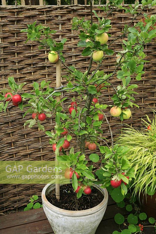 Dwarf 'family' fruit tree combining Malus - Apple 'Elstar' with 'James Grieve' growing in a pot on a deck against a fence with fruit ready to harvest