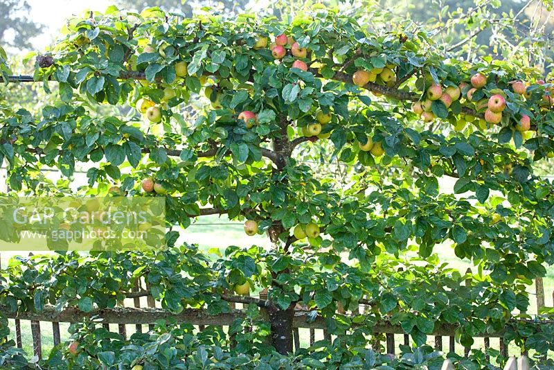Malus 'Blenheim Orange' -  Apple, September