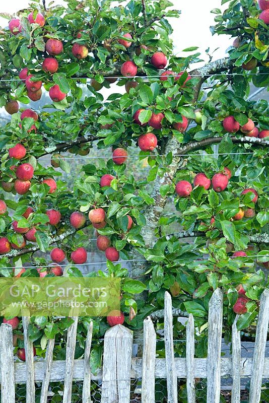 Malus 'Kidd's Orange Red' - Apple, September

