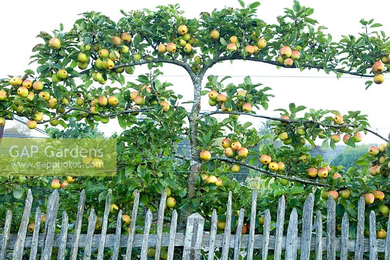 Malus 'Rosemary Russet' - Apple, September