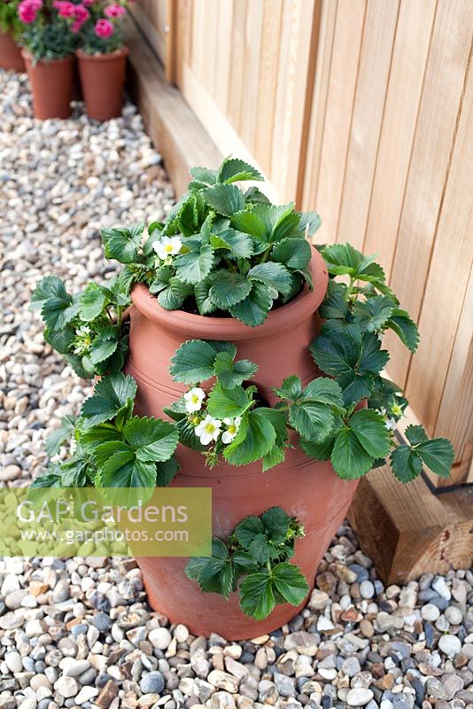 Step-by-step - Flowering strawberry plants in terracotta planter. Pot by Dunne and Hazell