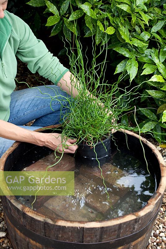 Creating a water feature - adding plants to wooden barrel