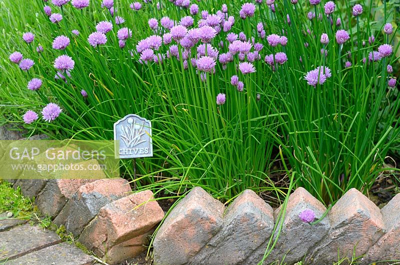 Allium schoenoprasum - Chives in flower with metal plant label, brick lined border Norfolk, UK
