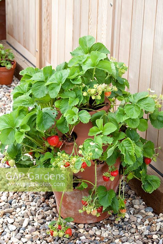 Step by step - growing Strawberries in terracotta planter - Fragaria 'Cambridge favourite'. Pot by Dunne and Hazell
