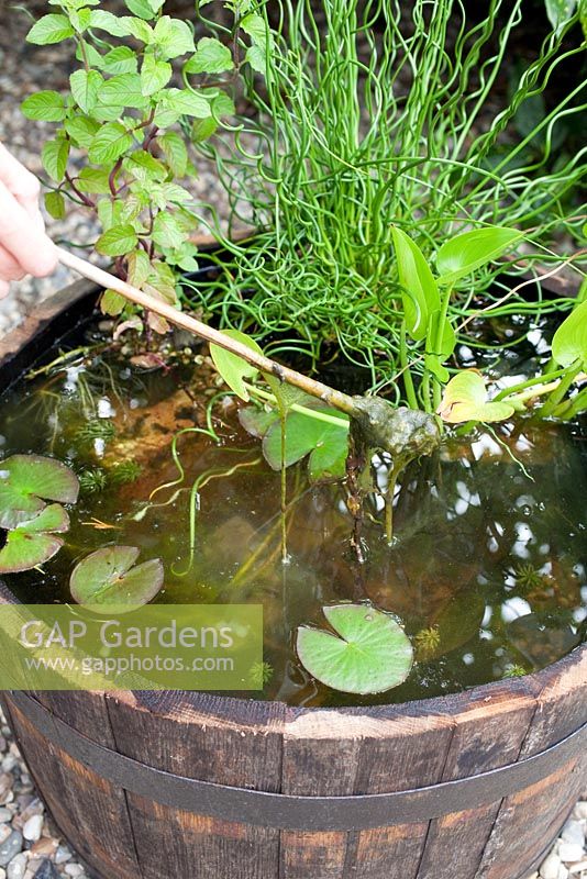 Removing pond weed from wooden barrel miniature pond