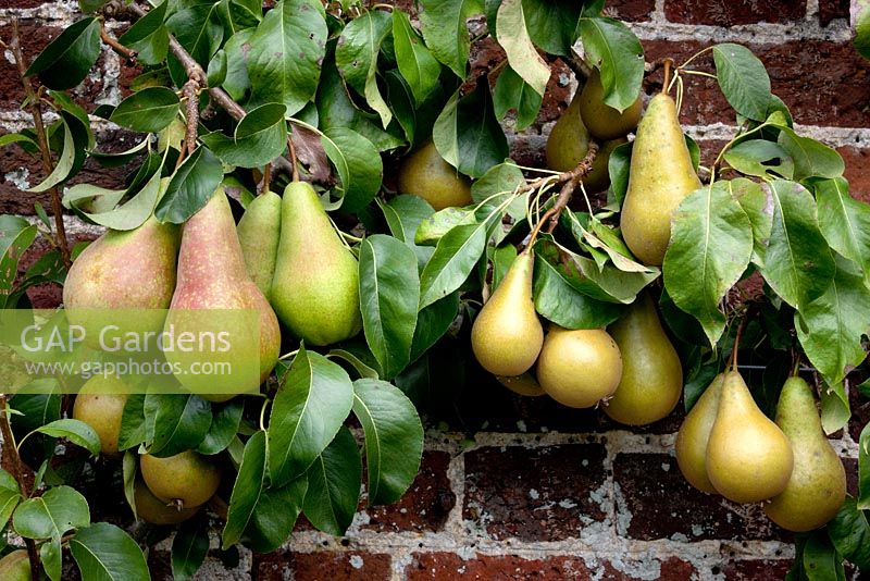 Pears growing in the Walled Garden, Highgrove Garden, September 2009.