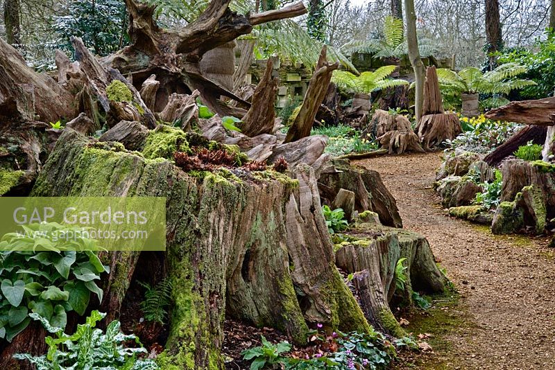 The Stumpery, Highgrove Garden, March 2008. The Stumpery is based on a Victorian concept for growing ferns amonst tree stumps.