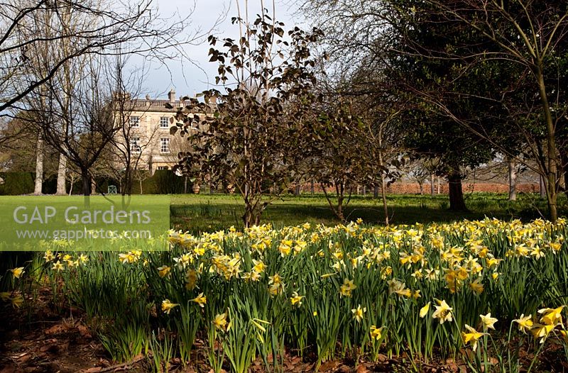 Spring daffodils, Highgrove Garden, March 2011. 