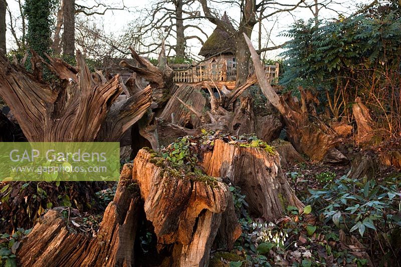Tree stumps and thatch tree house 'Hollyrood House' in the Stumpery, Highgrove Garden, February 2011.