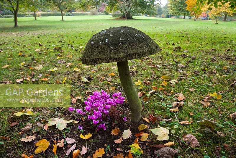 Pink Cyclamen and giant wooden mushroom sculpture in the Stumpery, Highgrove Garden, October 2007.  