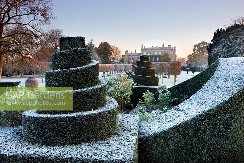 Yew topiary with frost and The House, Highgrove Garden, December 2008. 