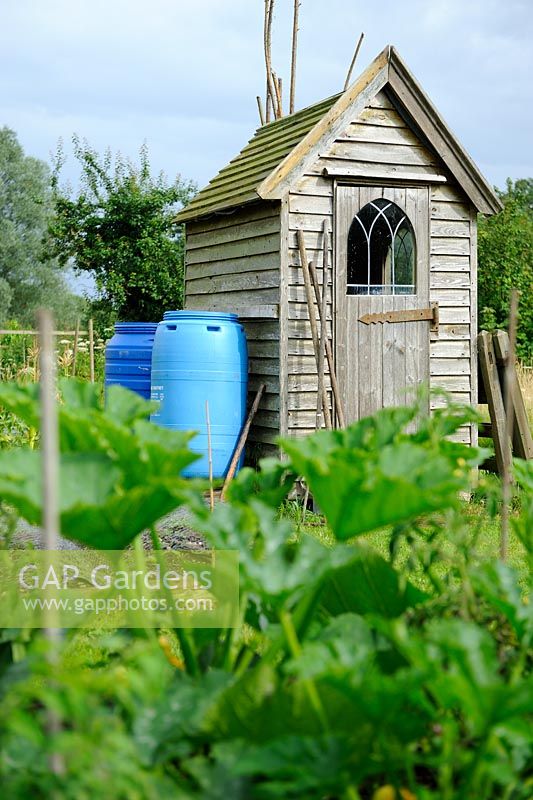 Small wooden garden shed with tools outside and blue plastic water butts. Courgette plants in foreground