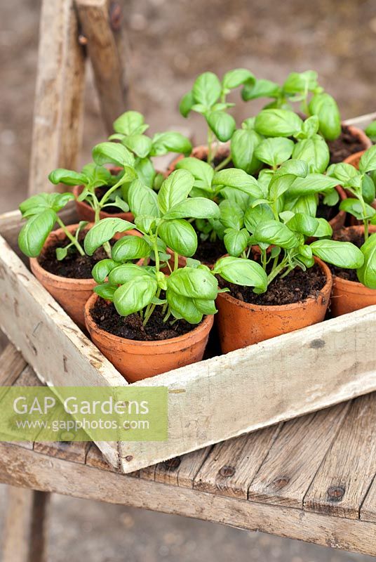 Basil Seedlings in terracotta pots in a wooden tray on a chair. May, Summer.