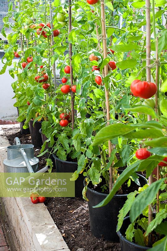 Tomatoes growing in containers in greenhouse