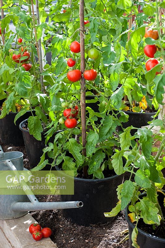 Tomatoes growing in containers in greenhouse