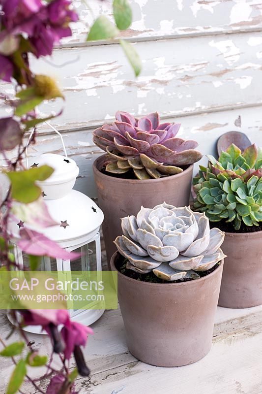 Succulents in small pots with lantern