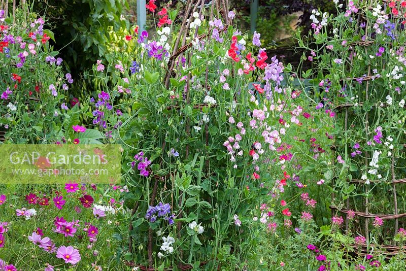 Sweet peas in The Cottage Garden, Highgrove August 2012.