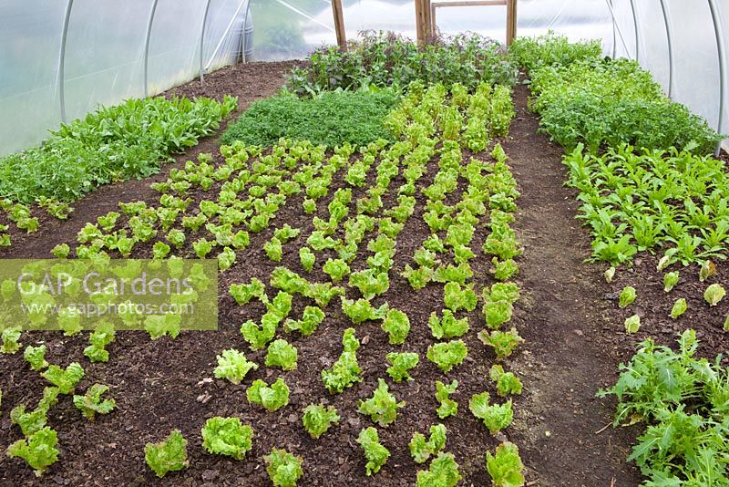Salad leaves grown in a polytunnel at Charles Dowding's organic vegetable garden