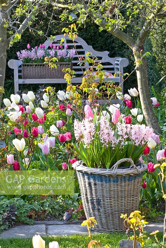 Wooden bench in Spring garden. Tulipa 'Jazz', 'Synada Amor', 'Page Polka', 'Christmas Dream' and 'Flaming Purissima'
