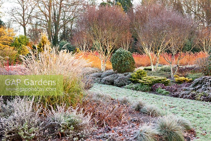 The Winter Garden in November, Winter. Bressingham Gardens, Norfolk, UK. Designed by Adrian Bloom.