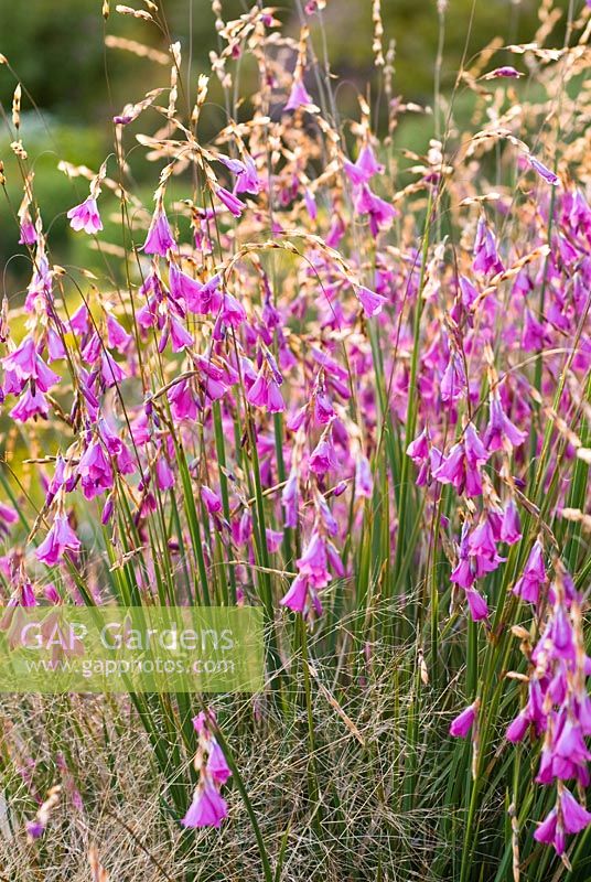 Dierama 'Wilside hybrid' - Angel's Fishing Rod, Wand Flower   - Wildside garden