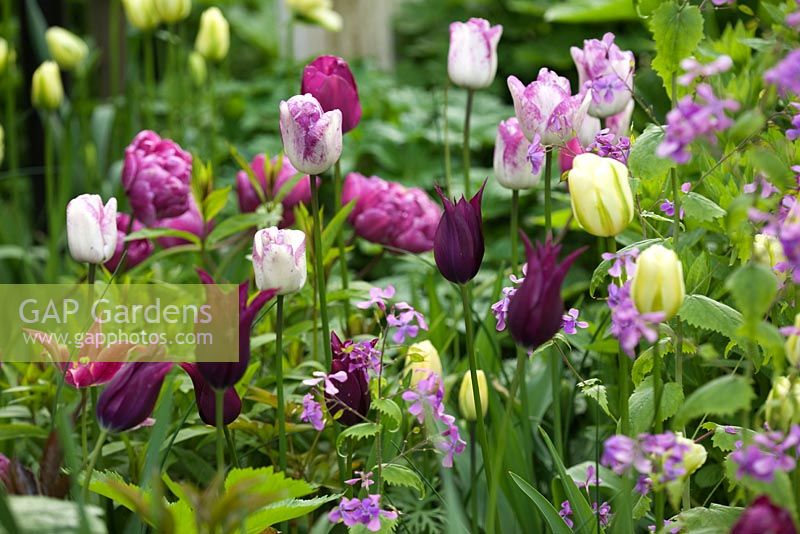 Tulipa 'Burgundy', Tulipa 'Spring Green', Tulipa 'Blue Diamond', Tulipa 'Shirley' growing with Lunaria annua
