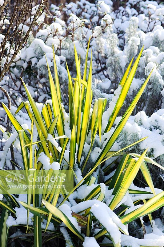 Yucca flaccida 'Golden Sword' with snow
