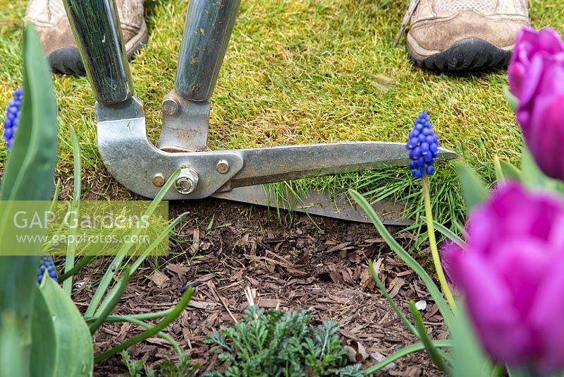 Trimming the lawn with edging shears