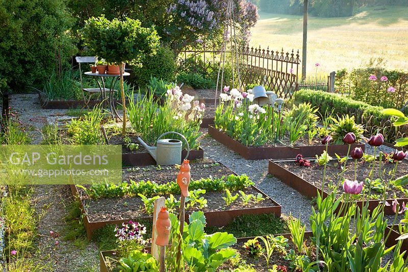 Modern kitchen garden with antique elements. Beds edged in corten steel, low clipped box hedge, a wrought iron fence, a small rest area with a wooden chair and a bistro table and a tin watering can. Plants are vegetables, salad , Ampfer 'Blood Veined', Buxus, Dianthus carthusianorum, Syringa vulgaris, Tulipa and Viola
