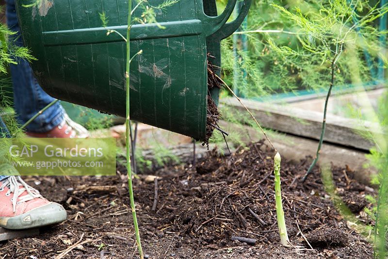 Step by step -  growing asparagus - spreading homemade mulch onto bed