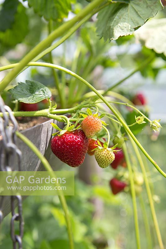 Step by step for planting strawberries in a hanging metal container