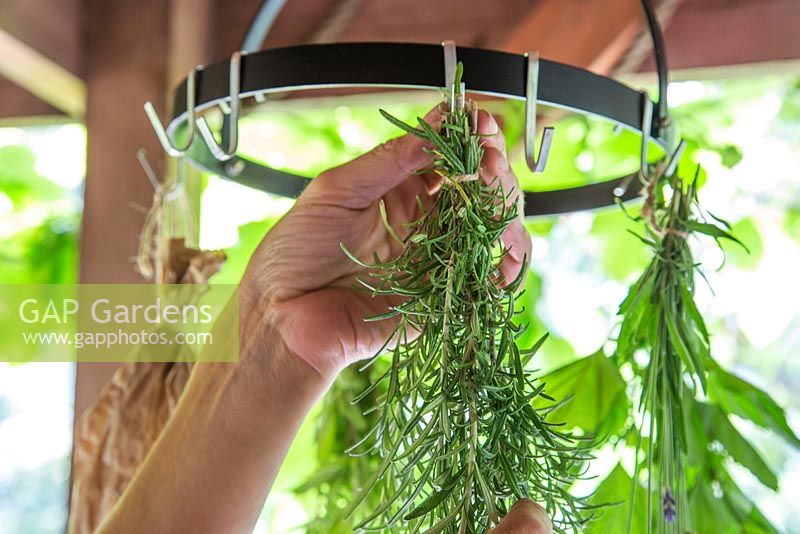 Hanging harvested herbs - Rosemary