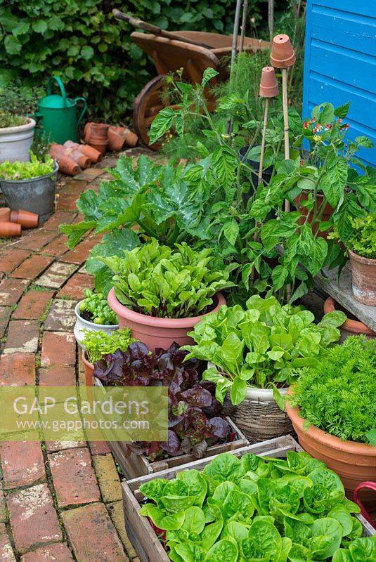 Small garden courtyard area with container grown vegetables and salad crops