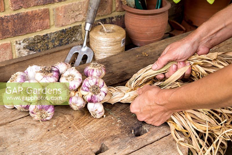 Step by step - Plaiting garlic 'Early Purple Wight'