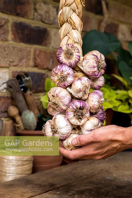 Step by step - Plaited garlic 'Early Purple Wight'