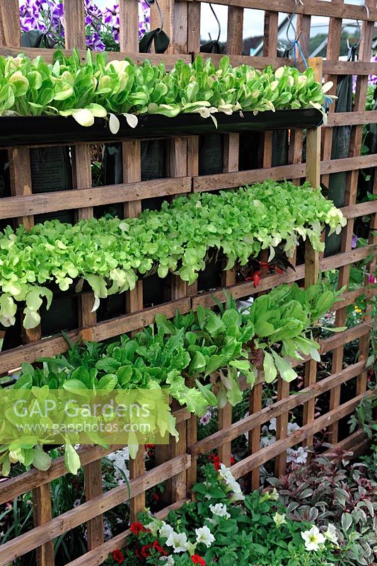 Lettuce grown in rainwater pipes hung on trellis