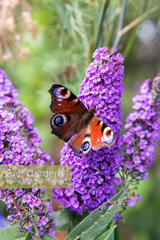 Peacock butterfly (Inachis io) sat upon Buddleja