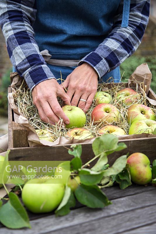 Woman arranging Box of harvested Apple 'Bramley'. Malus domestica