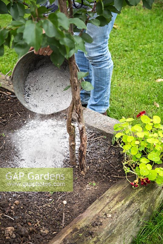 Pouring wood ash over vegetable patch to improve plant growth