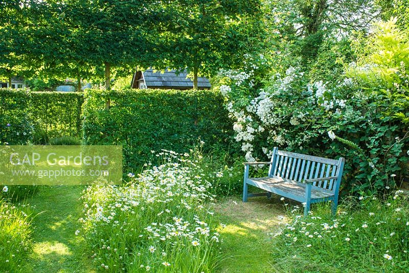 Garden seat in corner of wild garden with oxe eye daisies, Rosa 'Seagull' and hawthorn hedge