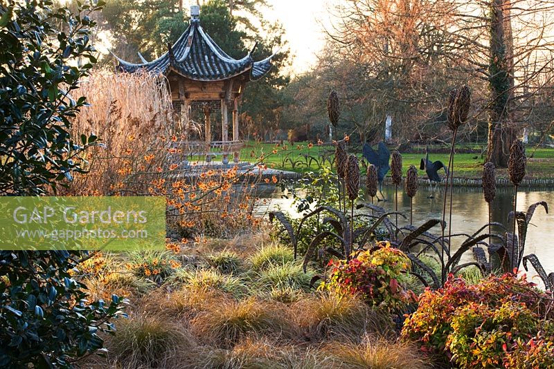 Evening view across the lake at Seven Acres to the Chinese pagoda with Hamamelis Aphrodite, Carex Flagellifera and Carex Ashimensis evergold, winter. RHS Garden, Wisley.  