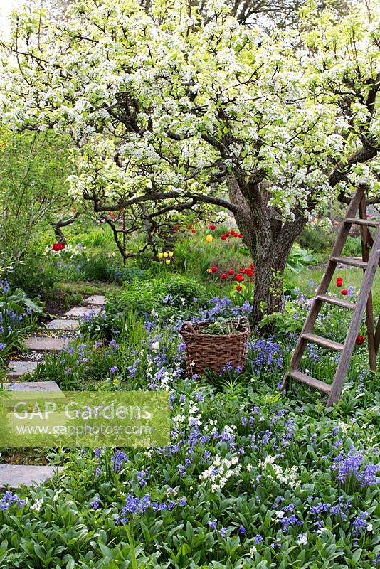 Spring garden with old pear tree in bloom. Wooden ladder and basket surrounded by planting of tulips, hosta, bluebells and narcissus 