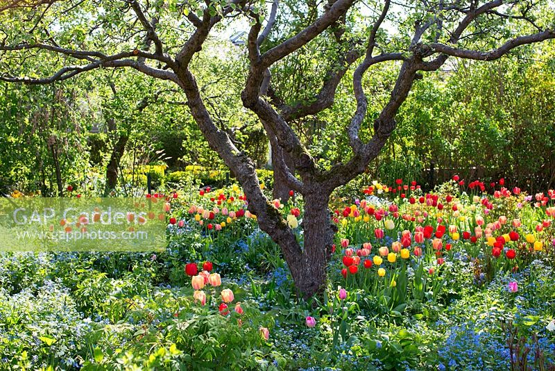 Old fruit trees and tulips in country garden 