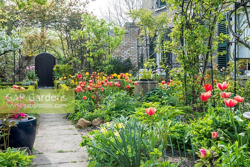 Formal town garden in spring. View along path with roses trained over arches, box edging, azalea in pot and tulips.